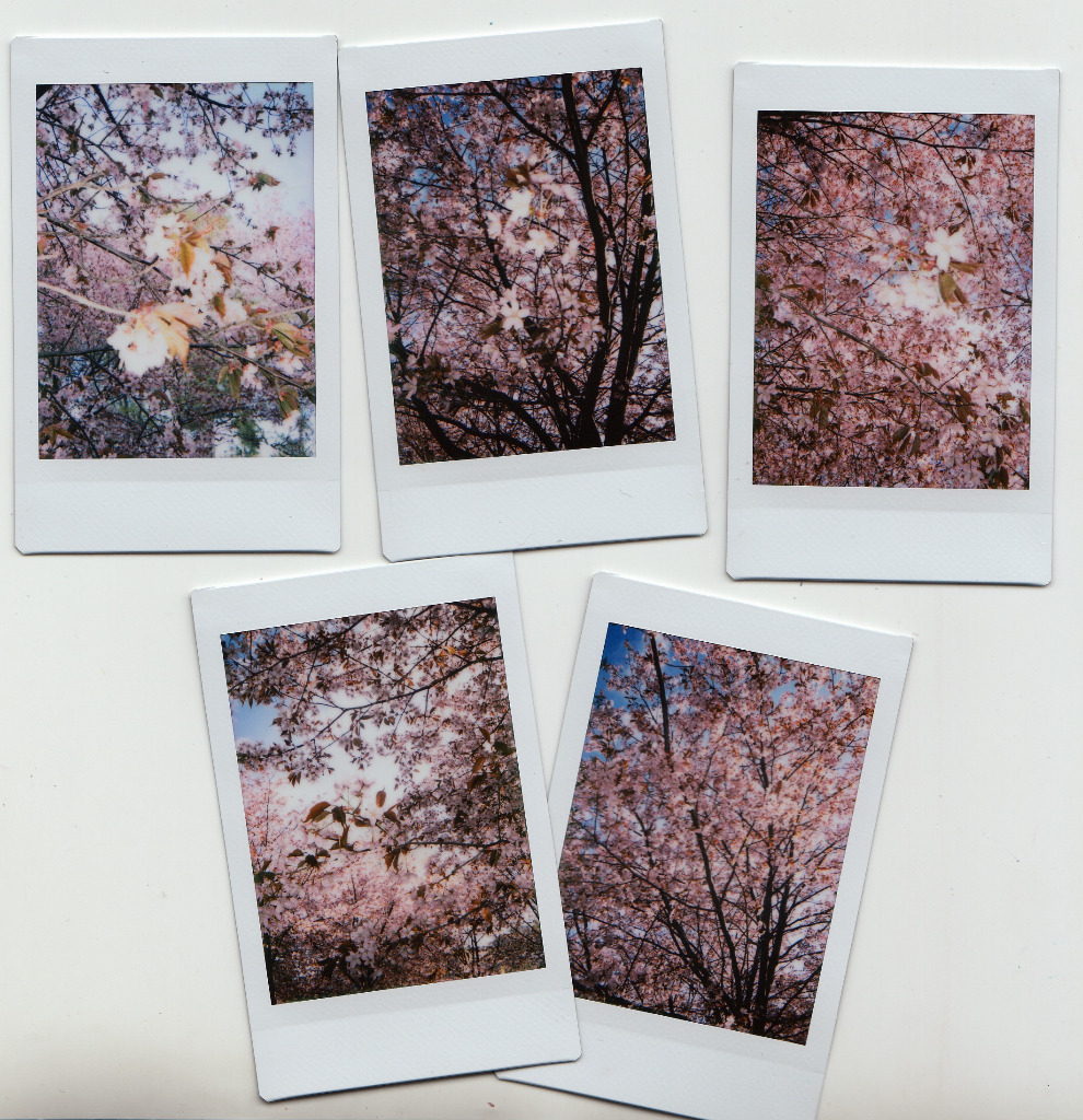 Kuvia Roihuvuoren kirsikkapuista.